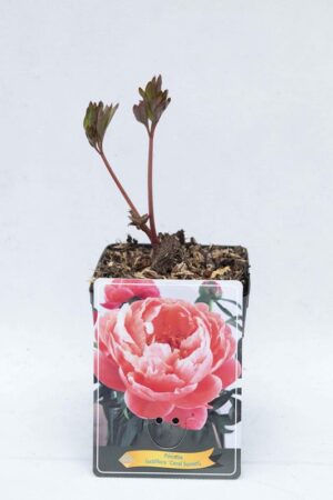 710-04665 Paeonia 'Coral Sunset'