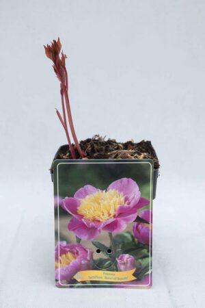 710-04668 Paeonia 'Bowl of Beauty'