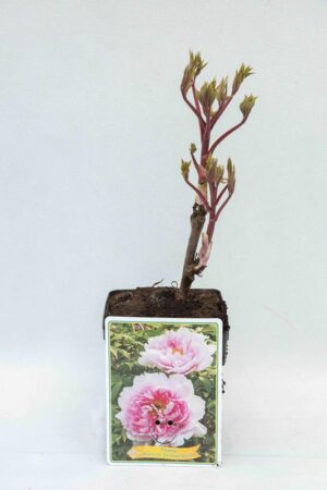710-04675 Paeonia 'Yin Hong Qiao Dui'