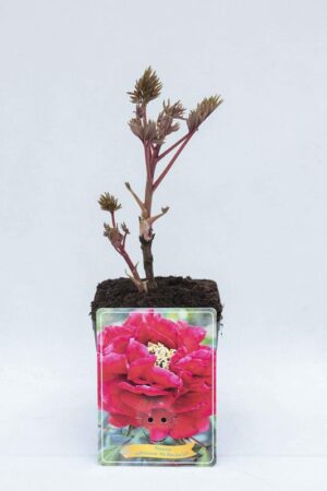 710-04676 Paeonia 'Mo Run Jue Lun'