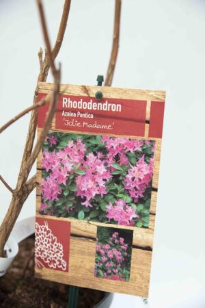 Rhododendron 'Jolie Madame' Azalia wielkokwiatowa