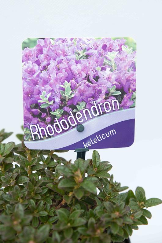 Rhododendron 'Keleticum'