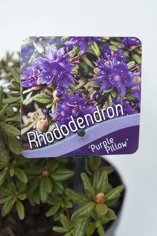 Rhododendron 'Purple Pillow' Różanecznik