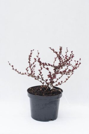 710-04696 Berberis th. 'Atropurpurea Nana' C2 (1)