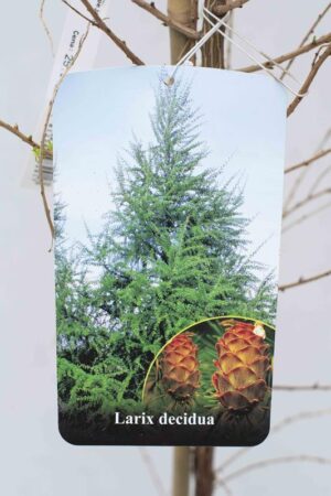 710-04699 Larix decidua C7 (2)