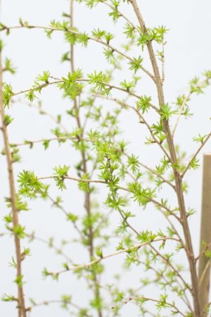 710-04699 Larix decidua C7 (3)