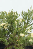 905-00068-Juniperus-chinensisExpansa-Variegata-C3-