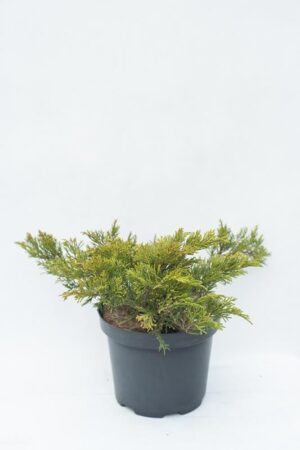 905-00074-Juniperus-sabinaTamariscifolia