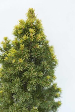 905-00088-Picea-glaucaRainbows-End-C3-
