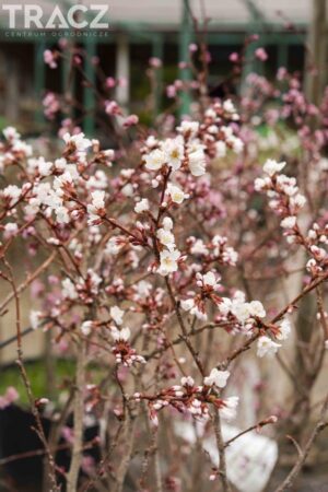 Prunus incisa Kojou-no-mai