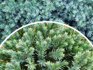 Jałowiec łuskowaty 'Blue Star' (Łac. Juniperus squamata 'Blue Star')