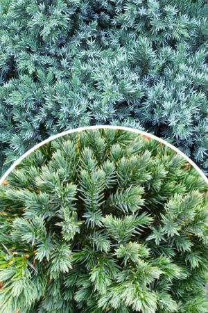 Jałowiec łuskowaty 'Blue Star' (Łac. Juniperus squamata 'Blue Star')