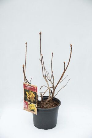 Rhododendron 'Anneke'