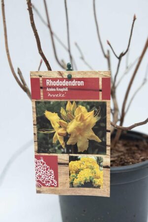 Rhododendron 'Anneke'