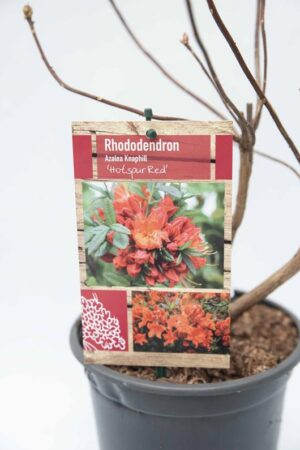 Rhododendron 'Hotspur Red' azalia 'Hotspur Red'