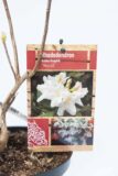 Rhododendron 'Persil' Azalia wielkokwiatowa