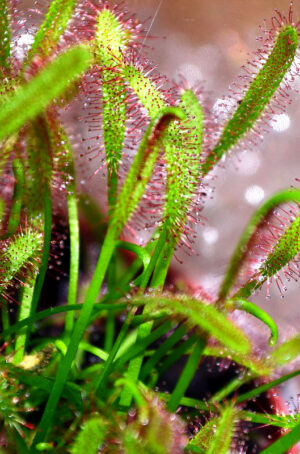 Rosiczka (łac. Drosera)
