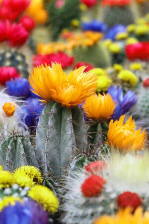 cactus mix centrum tracz