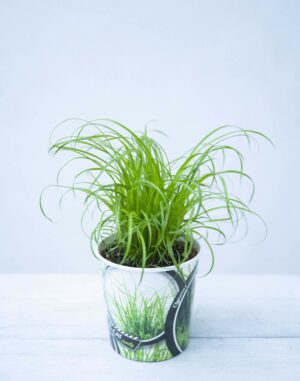 040-04661 CYPERUS ALT. ZUMULA P12 H20(1)