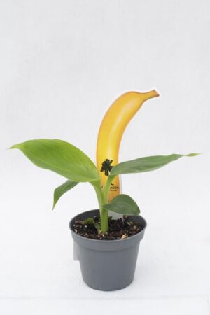 MUSA-AC.-CHEEKA-H15-P6.