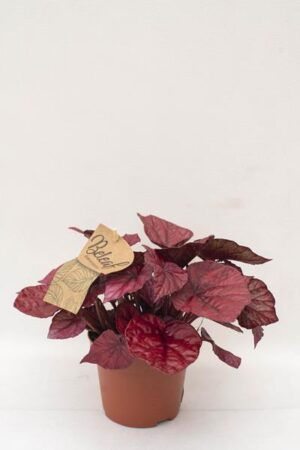 BEGONIA-BELEAF-INCA-FLAME