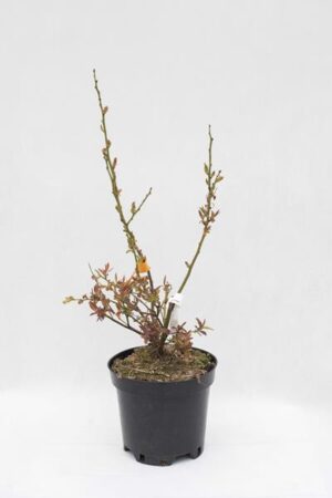 130-00033-Vaccinium-Darrow-