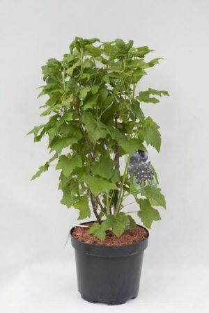 130-02526-Ribes-nigrum-Tisel-
