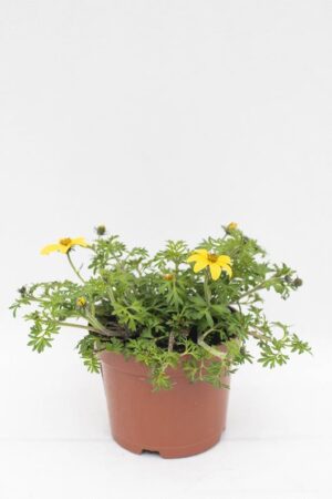 510-02440 BIDENS dd płożący