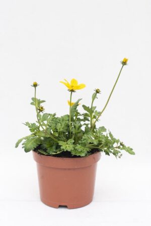 510-02440 BIDENS dd zwykły