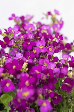520-00049-ARABIS-LITTLE-TREASURE-DEEP-ROSE
