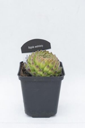 520-00064-SEMPERVIVUM-CILIOSUM-