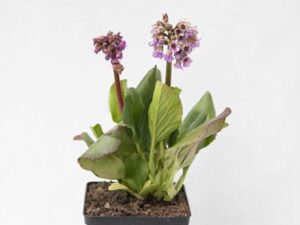 520-00753-BERGENIA-CORDIFOLIA-ROSEA