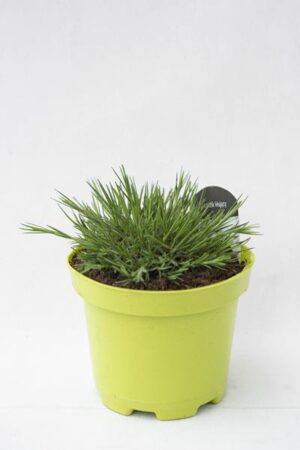 520-00823-DIANTHUS-PUGINES