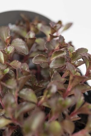 520-00855-SEDUM-SPURIUM-COCCINEUM