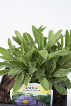 520-01160-ASTER-ALPINUS-VIOLET