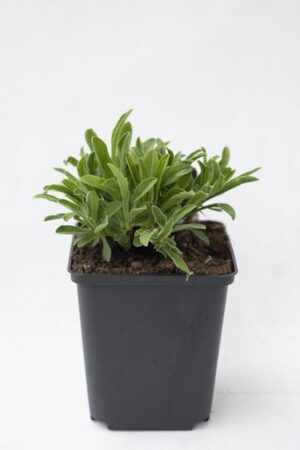 520-01423-ASTER-ALPINUS-WHITE