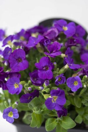 520-01537-AUBRIETA-CULT.KITTE-BLUE