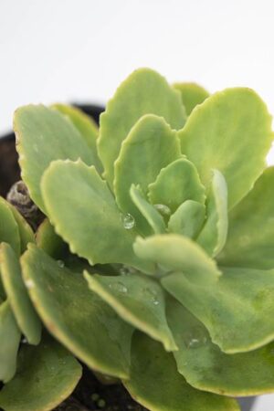 520-02308-SEDUM-SPECTABILE-ROSEA