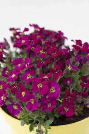 520-02881-AUBRIETA-HYBR.AXCENT-BURGUNDY-IMPR-