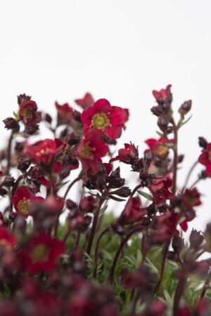 520-02899-SAXIFRAGA-ARENDSIIPIXI-PAN