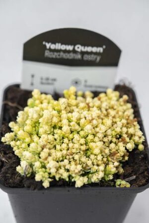 520-04734-SEDUM-ACRE-YELLOW-QUEEN