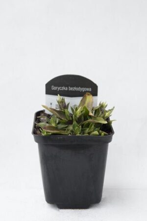 520-04782-GENTIANA-DYNARICA