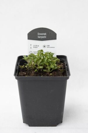 520-04790-CAMPANULA-CARPATICA-PRISTAR-DEEP-BLUE