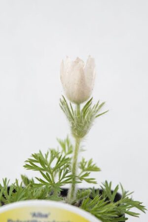 520-12310-PULSATILLA-VULGARISPINWELL