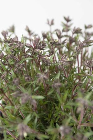 520-13207-PHLOX-SUBULATA-CANDY-STRIPES-