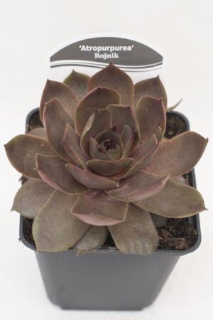 520-79987-SEMPERVIVUM-ARTROPURPURA