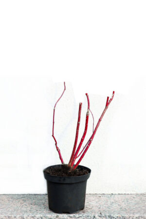 Dereń biały 'aurea' Cornus alba 'Aurea'