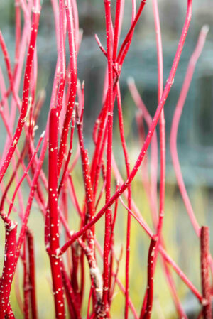 Dereń biały 'aurea' Cornus alba 'Aurea' C3