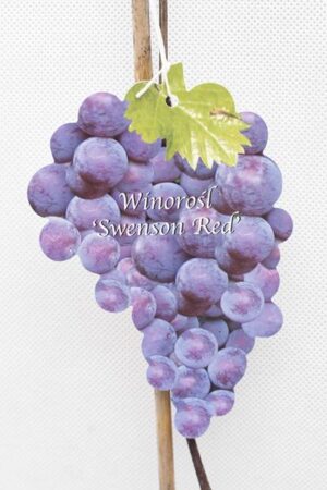 710-01212-Vitis-Swenson-Red