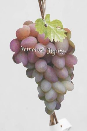 710-01218-Vitis-Jupiter